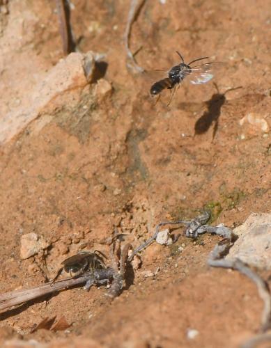 Lasioglossum sp.
